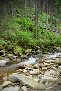 山区河流流经绿色的森林。在树林里流