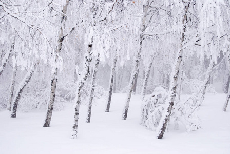 白桦树在冬天的雪
