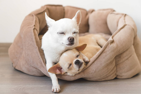两个可爱 可爱和美丽的国内品种哺乳动物的吉娃娃小狗朋友躺着，躺床上休息的狗。宠物休息，睡在一起。可怜和情感上的肖像。父亲拥抱小