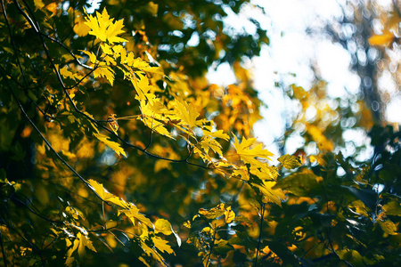 秋天公园里枫树的黄色枝条
