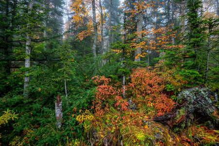 秋天的树林山水风景
