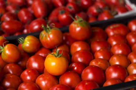 黄色西红柿在红色西红柿的背景上。有用的成熟