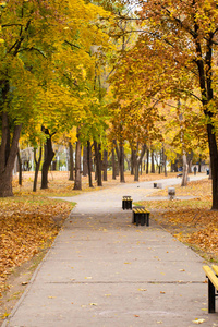 有黄色和绿色叶子的树和有长椅的人行道