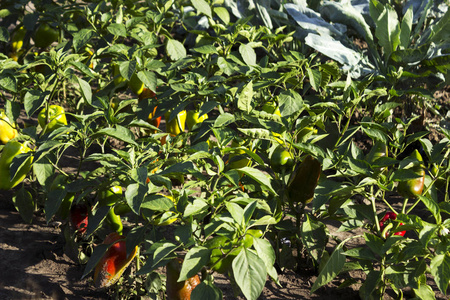 种植在花园里的甜椒。种植园甜椒