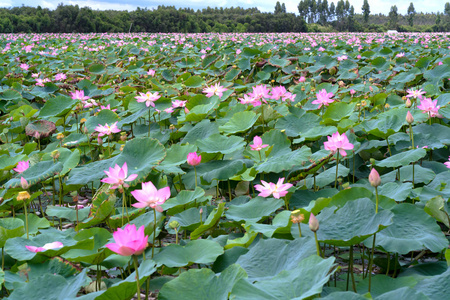 莲花池在和平和宁静的乡村