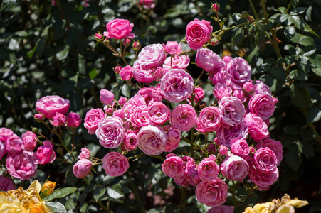 与美丽的新鲜玫瑰玫瑰花园