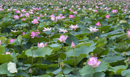莲花池在和平和宁静的乡村照片