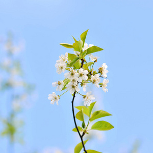 樱桃树的花朵