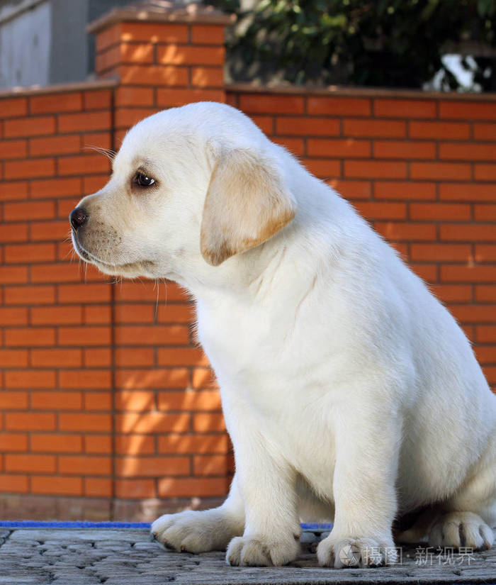 蓝色背景上的小拉布拉多犬