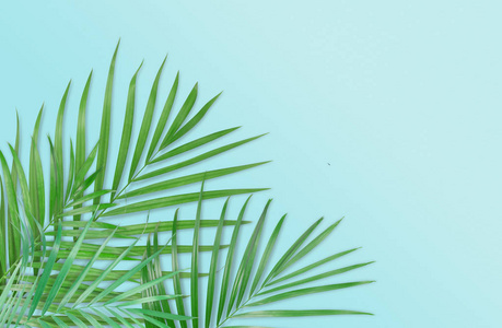 热带棕榈叶上浅蓝色背景。最小的性质。S