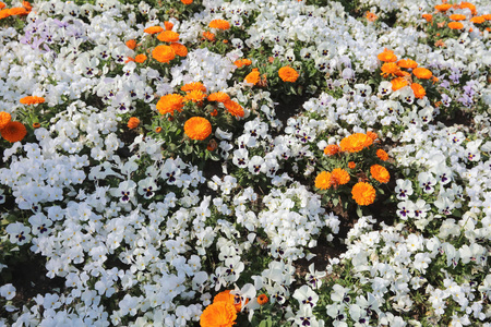 山下公园的花床照片 正版商用图片0zdbm2 摄图新视界