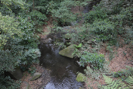 风景与小溪水和绿树图片