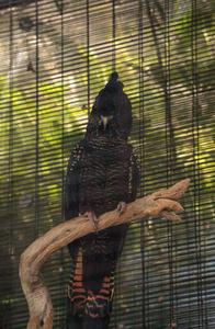 红尾黑凤头鹦鹉鸟叫做 Calyptorhynchus banksii