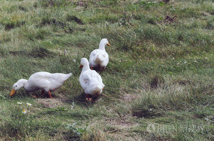 国内的白色鸭子在草地上吃草