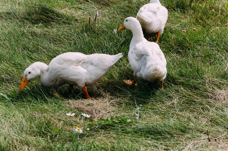 草地上的鸭子图片
