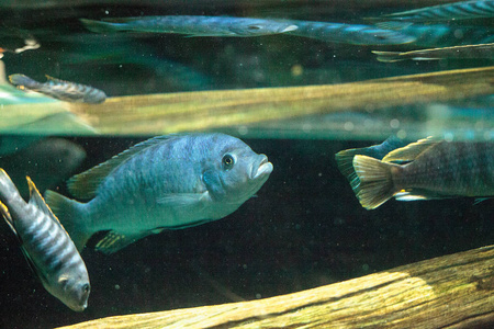 非洲慈鲷慈鲷科鱼类在非洲淡水河里游泳