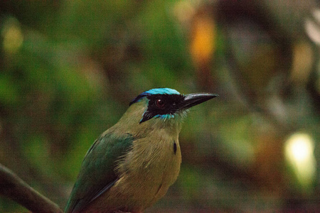 蓝冠莫莫特鸟也叫莫莫特莫莫塔