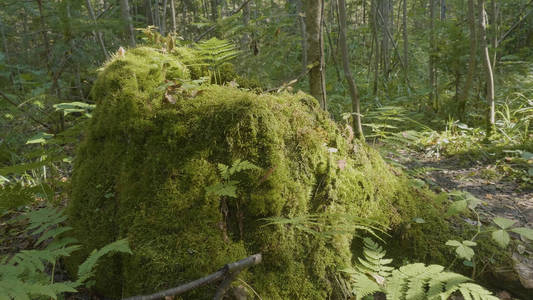 老树桩长满青苔的针叶林，美丽的风景。残端与在森林里的青苔