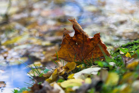 秋天的叶子在水坑里