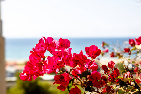 丛林与红色的花在海背景