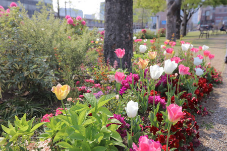 横滨红砖公园的格伯拉斯花园