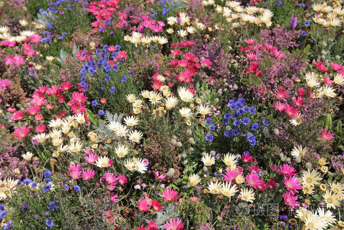 山下公园的花床照片 正版商用图片0zdeb8 摄图新视界