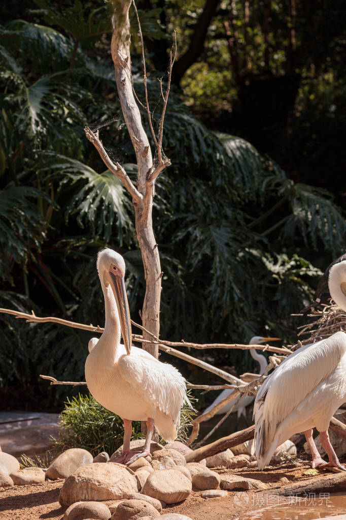 大白鹈鹕国鸟胭脂虫栎