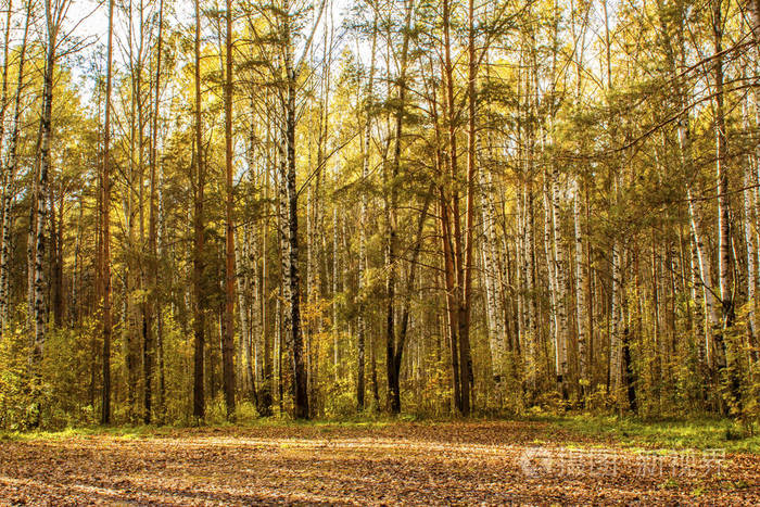 在松树林中被秋叶覆盖的秋天草地的景观
