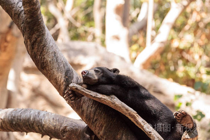马来熊的马来熊睡在一棵树