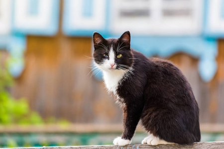 坐在篱笆上的宠物猫