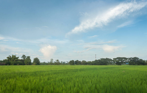 农田农村泰国视图  美丽的云