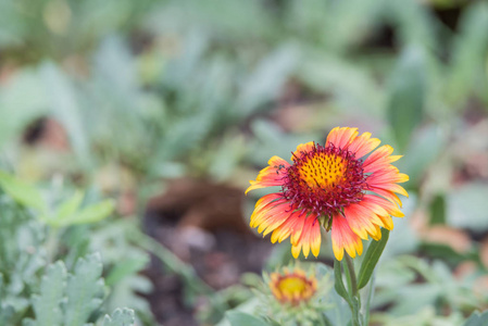 花园中的花 zinnia, zinnia 紫花子