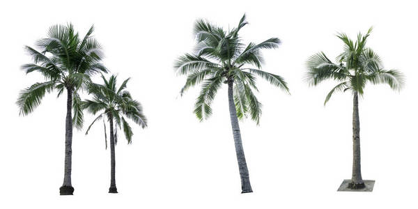 一整套用于广告装饰建筑的白色背景上孤立的椰子树。夏天和海滩的概念