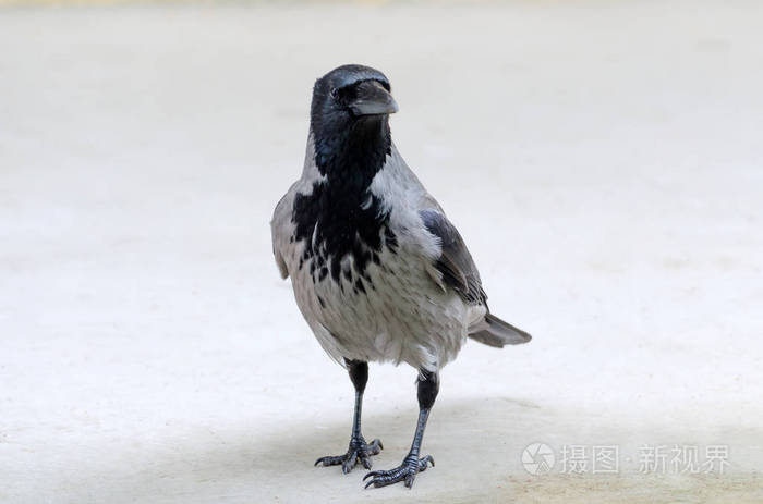 灰乌鸦乌鸦关闭视图