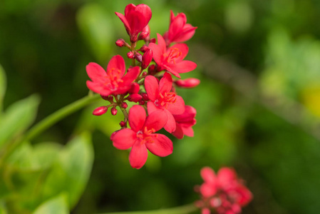 花香辣麻疯花