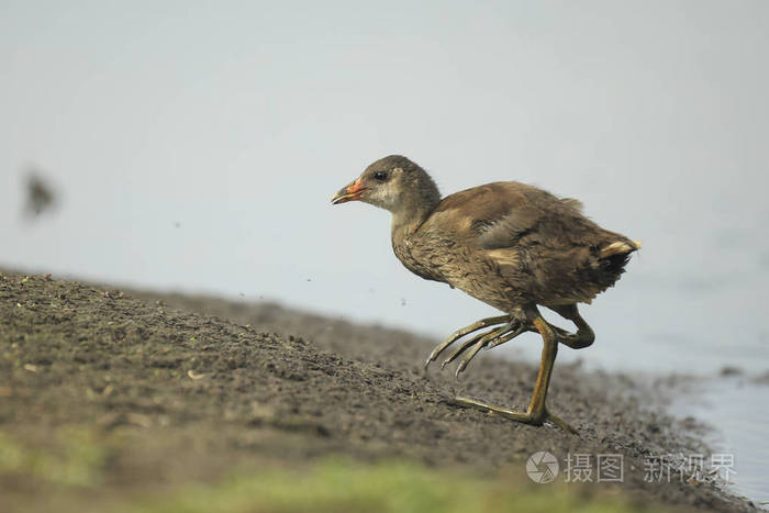 年轻的常见雷鸟，Gallinula chloropus