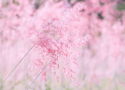 粉红色的花 梅林排斥 纹理背景