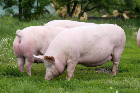 放牧在生物生态动物农场的猪群
