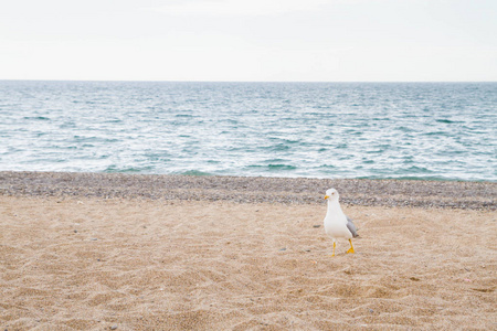 夏天沙滩上的鸟信天翁