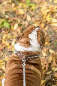 美丽的英国斗牛犬户外的肖像