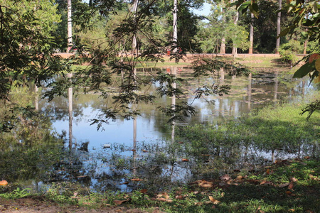 在丛林中，柬埔寨寺附近的池塘
