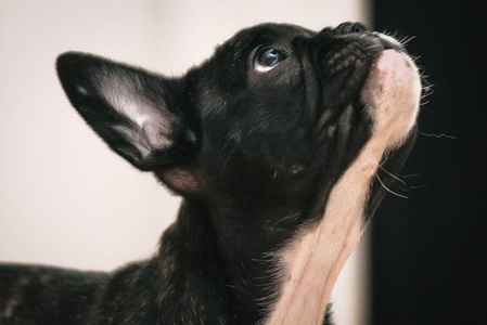 顽皮的黑色和白色法国斗牛犬小狗第一周在 h