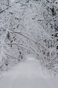 白色霜冻森林的雪冬景观
