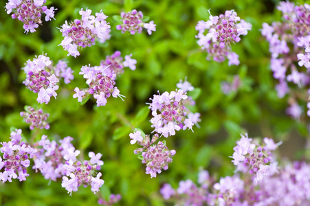 野生草甸花