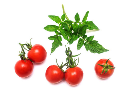 西红柿的番茄叶孤立无援的一个分支与整个集合