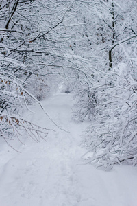 白色霜冻森林的雪冬景观