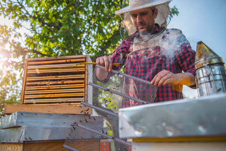 检查蜜蜂和蜂箱养蜂人