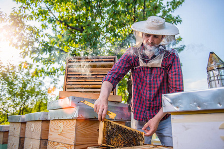 养蜂人检测蜂蜜和蜂箱图片
