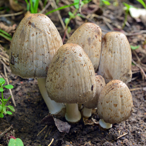 coprinopsis atramentaria 蘑菇