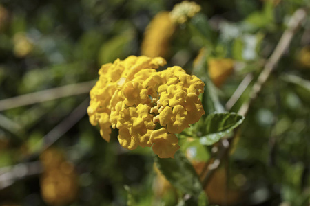 意大利, 西西里岛, 花园中的鲜花